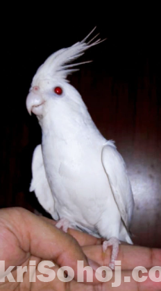 Albino Cockatiel tame male